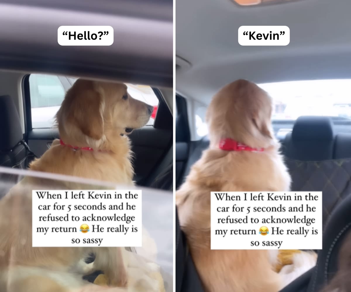 Image Source: Instagram/@kevin_the_golden_pup