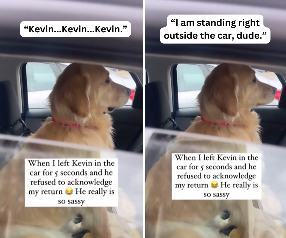 Image Source: Instagram/@kevin_the_golden_pup