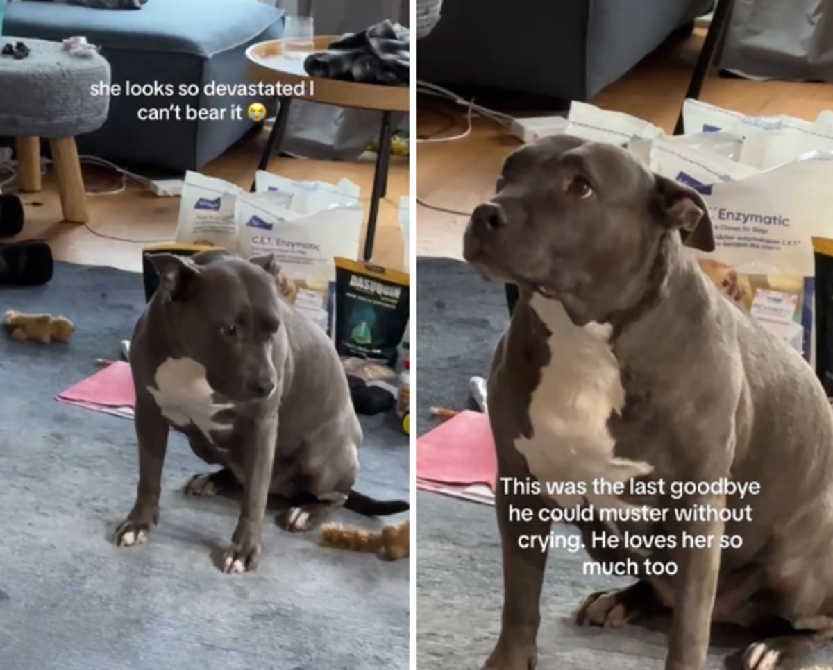 Image Source: TikTok| @maggiepotamus_